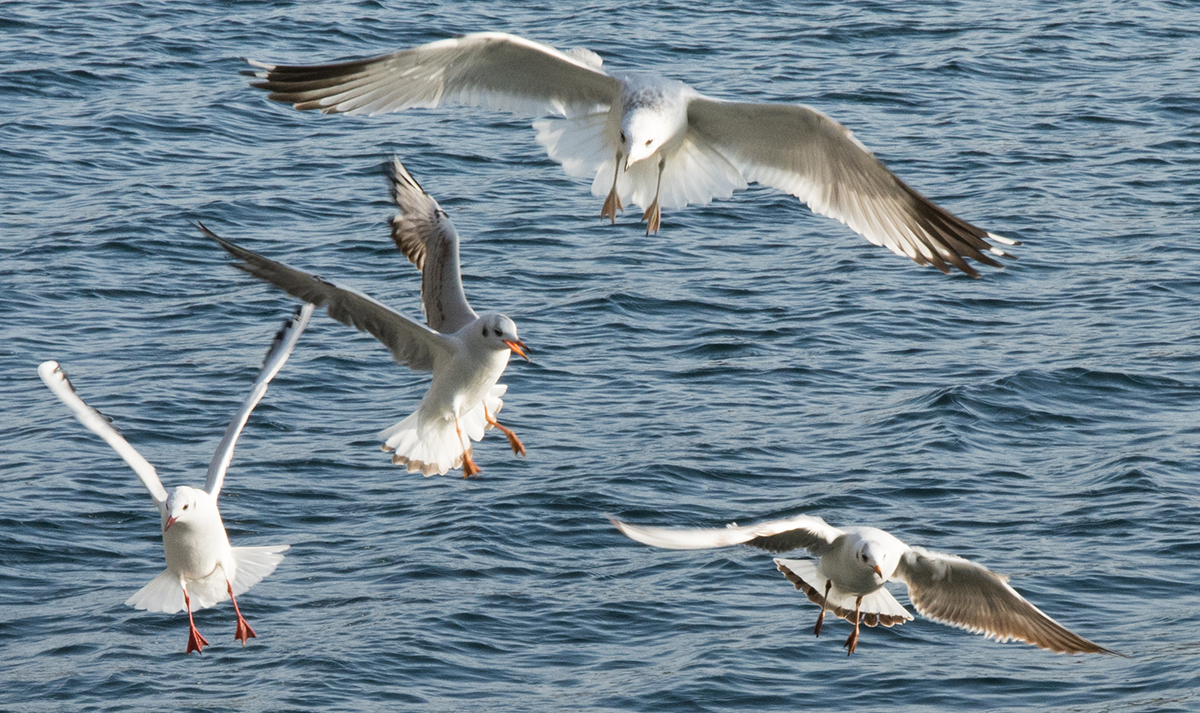 Möwen im Flug