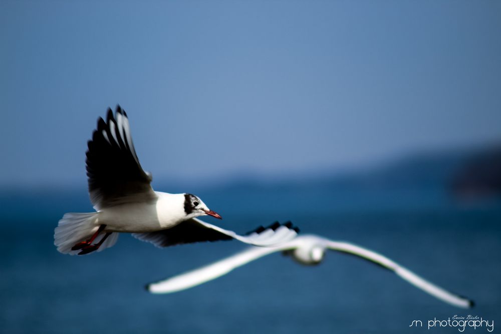 Möwen im Flug