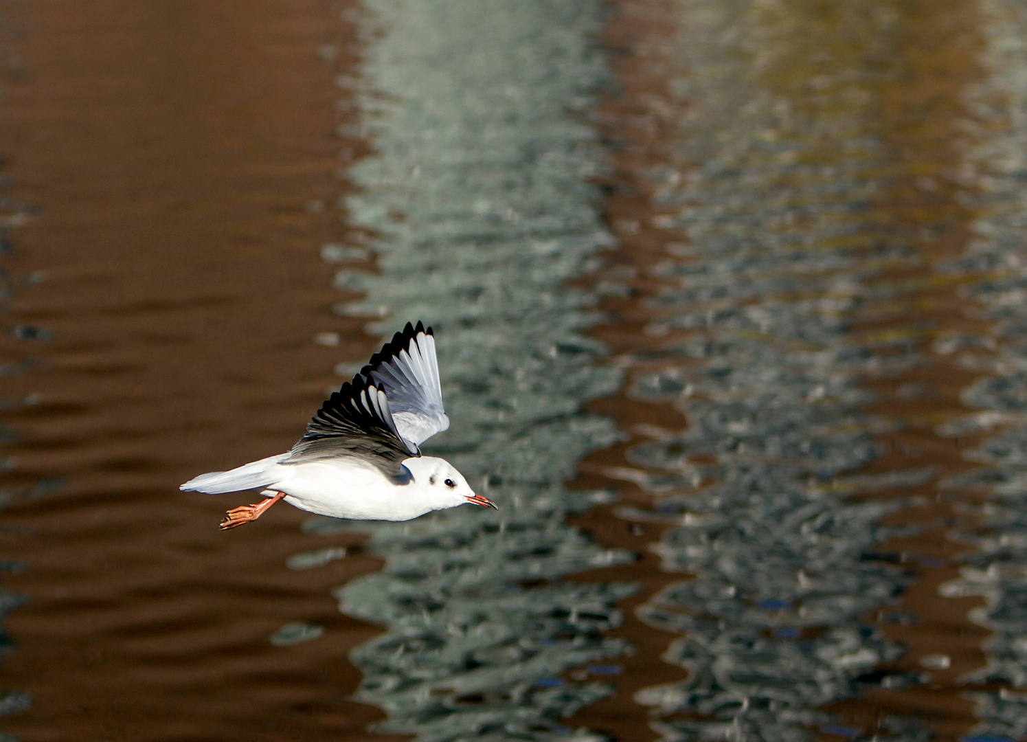 Möwen im flug