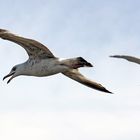 Möwe(n) im Flug