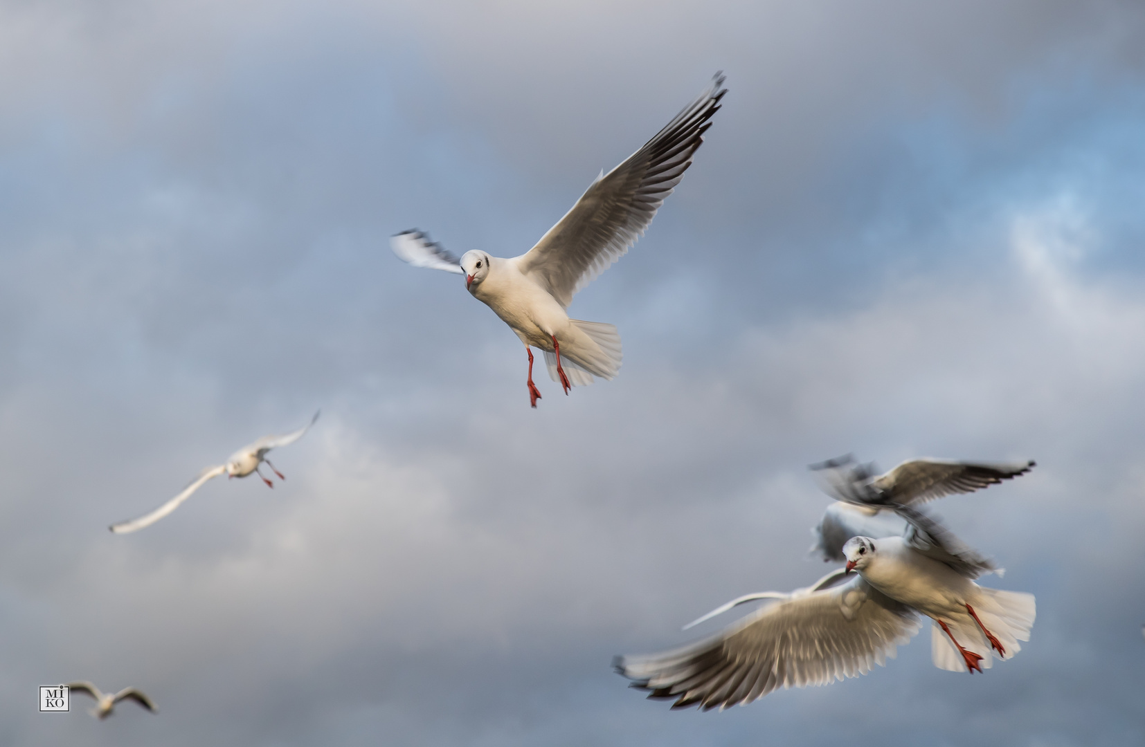 Möwen im Flug - Ganz schön viel Betrieb