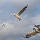 Möwen im Flug - Ganz schön viel Betrieb