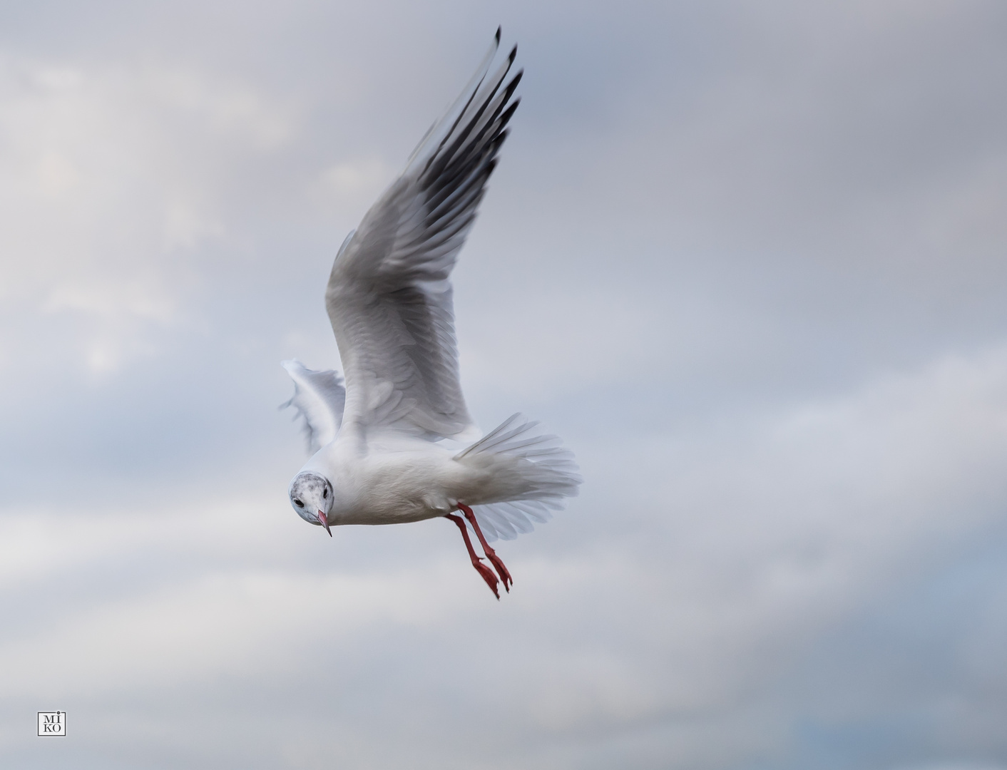 Möwen im Flug - Ich glaube, da muss ich hin