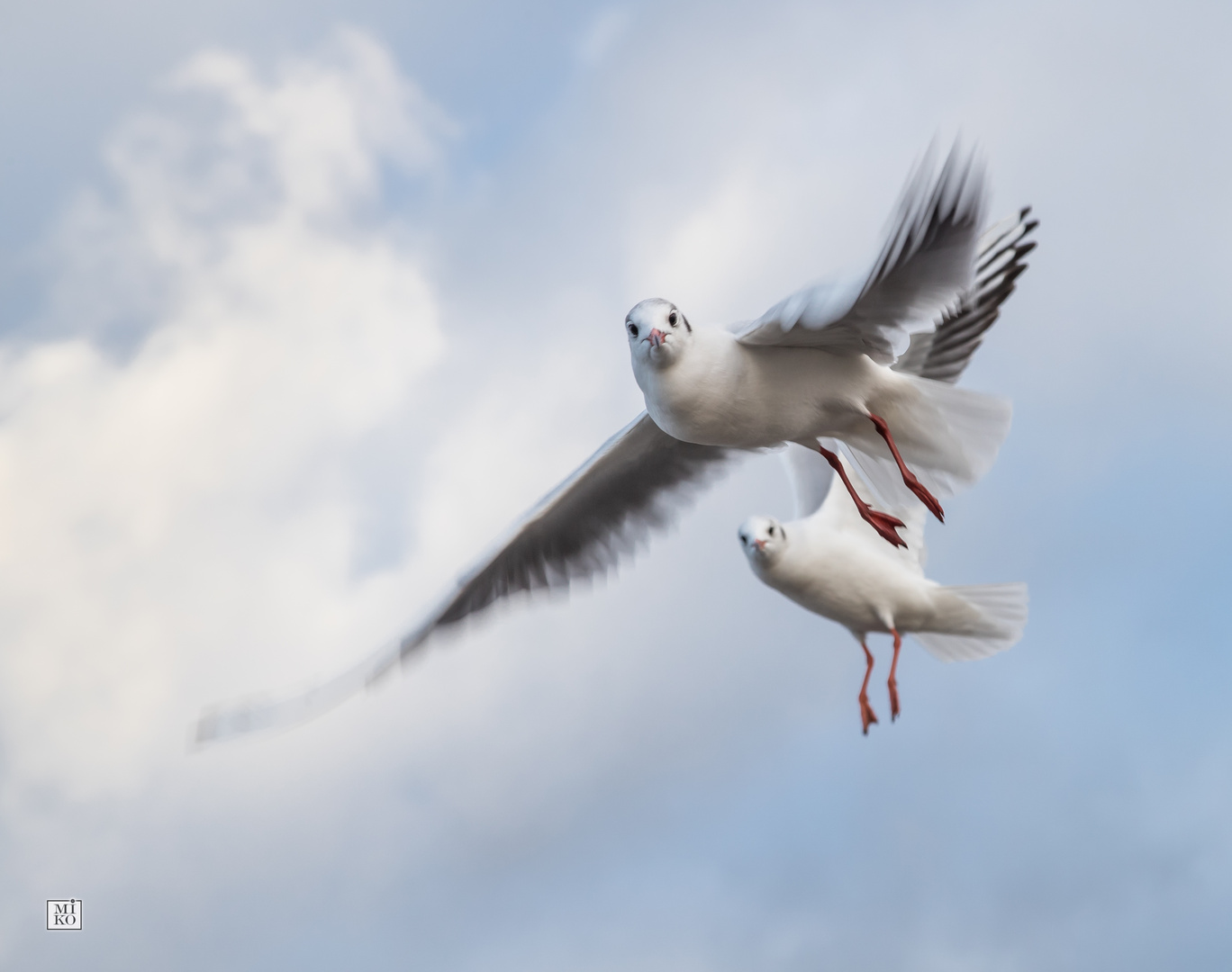 Möwen im Flug - schön in die Kamera schauen