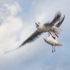 Möwen im Flug - schön in die Kamera schauen