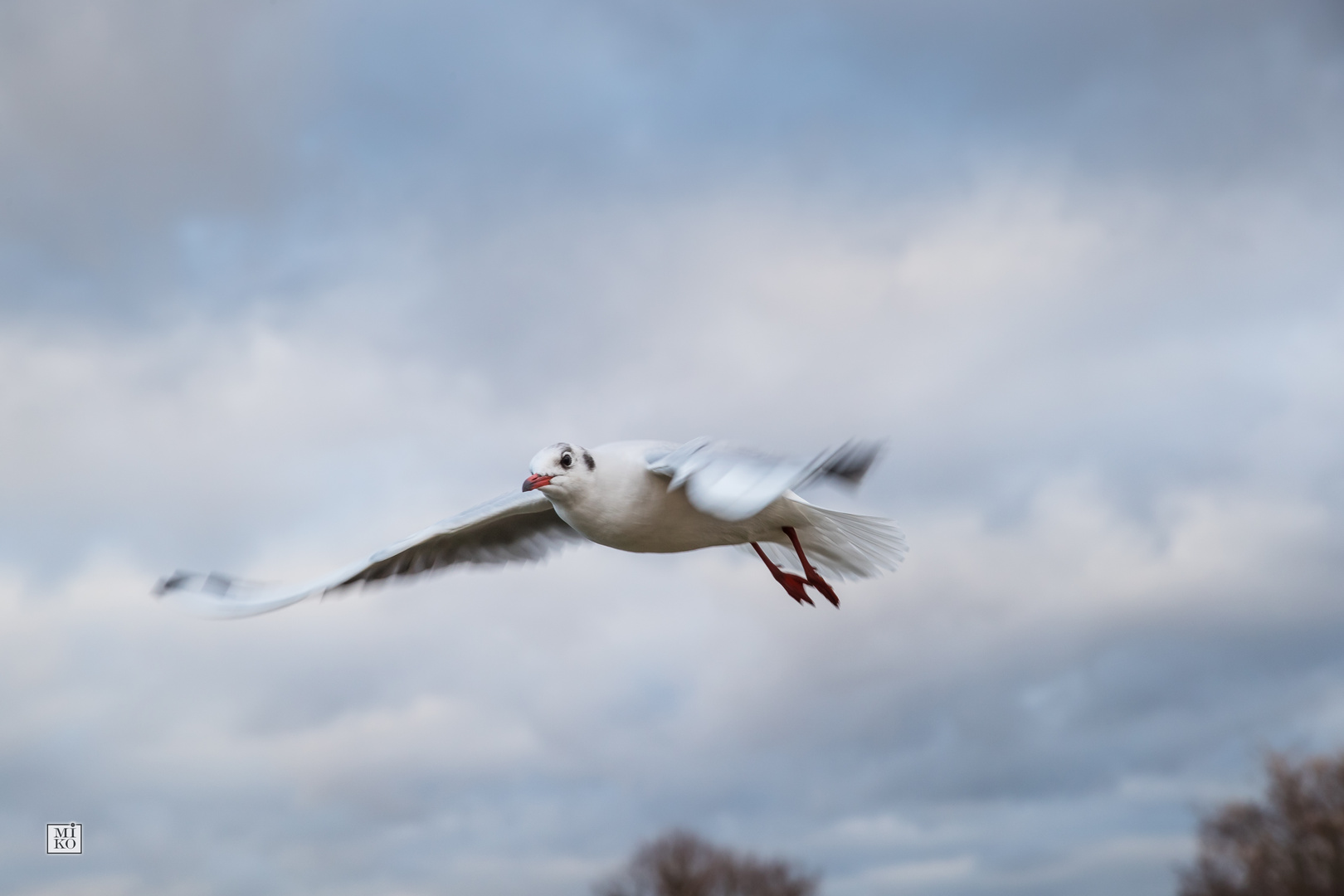 Möwen im Flug - Über der Promenade