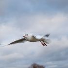 Möwen im Flug - Über der Promenade