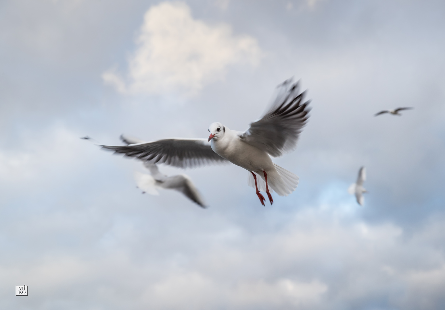 Möwen im Flug - Überflieger