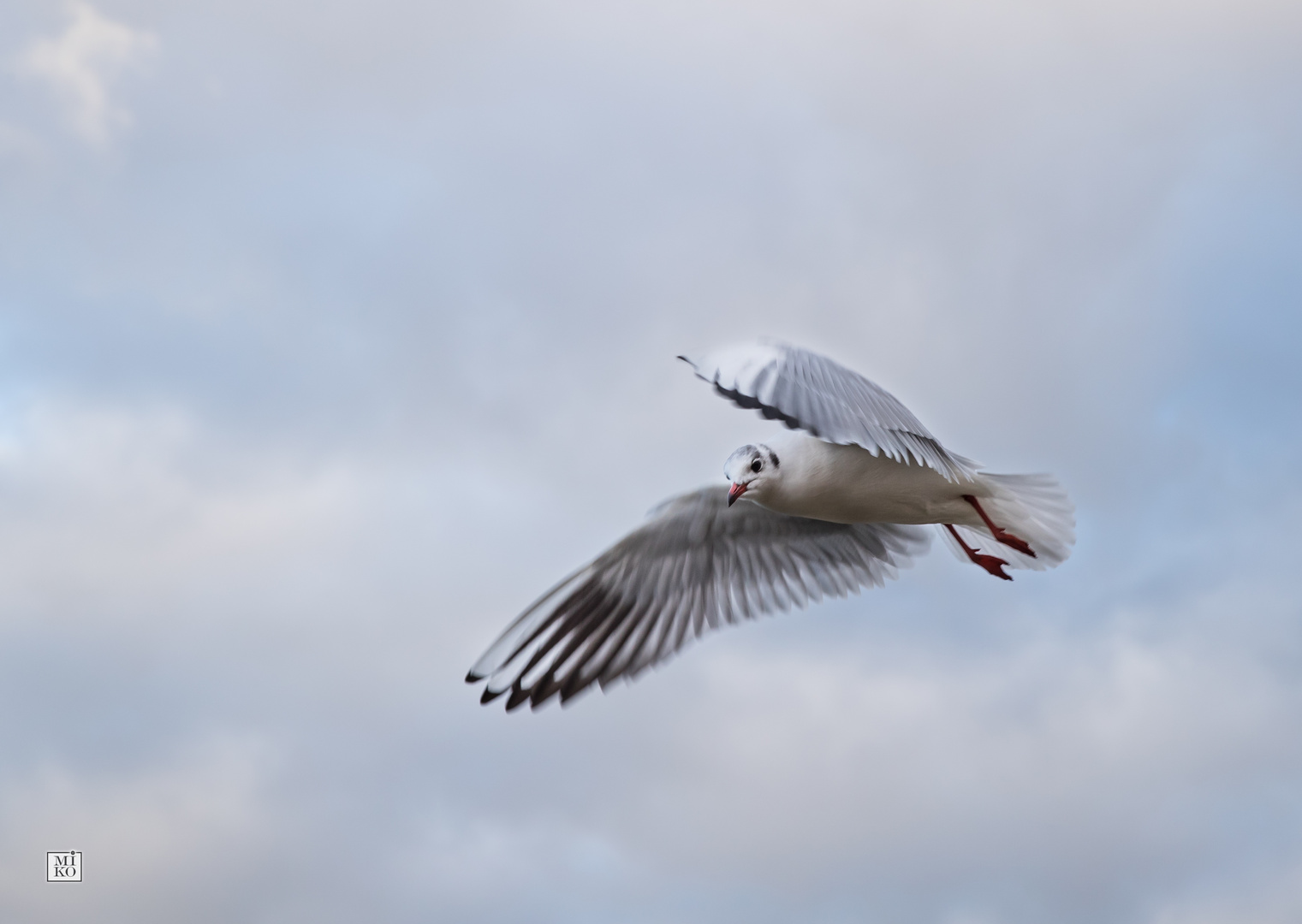 Möwen im Flug - Was gibt es denn da zu sehen?