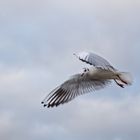 Möwen im Flug - Was gibt es denn da zu sehen?