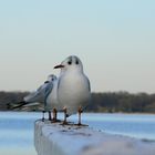 Möwen im "Gänsemarsch"