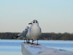 Möwen im "Gänsemarsch"