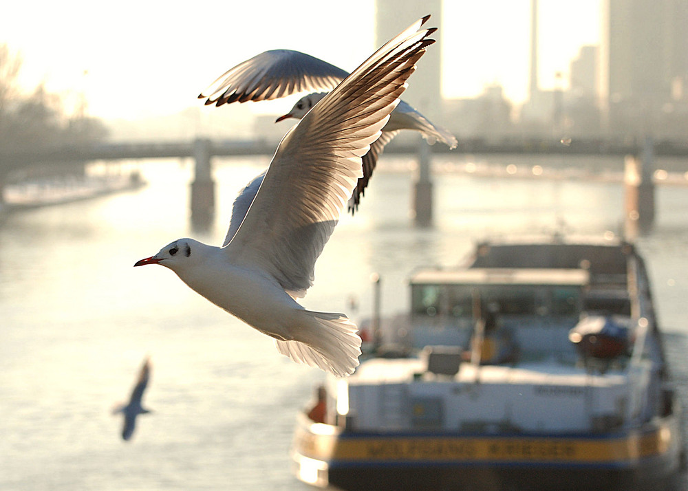 Möwen im Gegenlicht # Gaviotas al contraluz