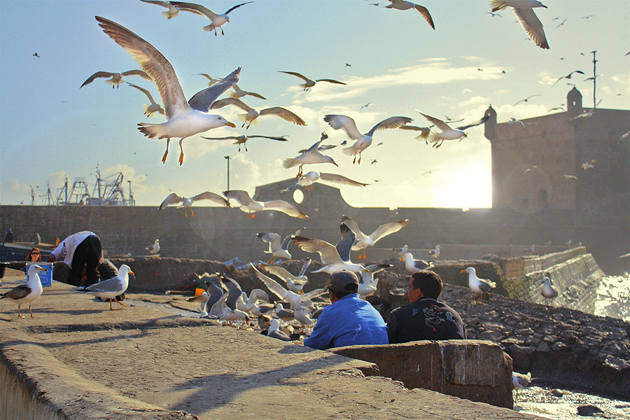 Möwen im Hafen von Essaouira