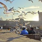 Möwen im Hafen von Essaouira