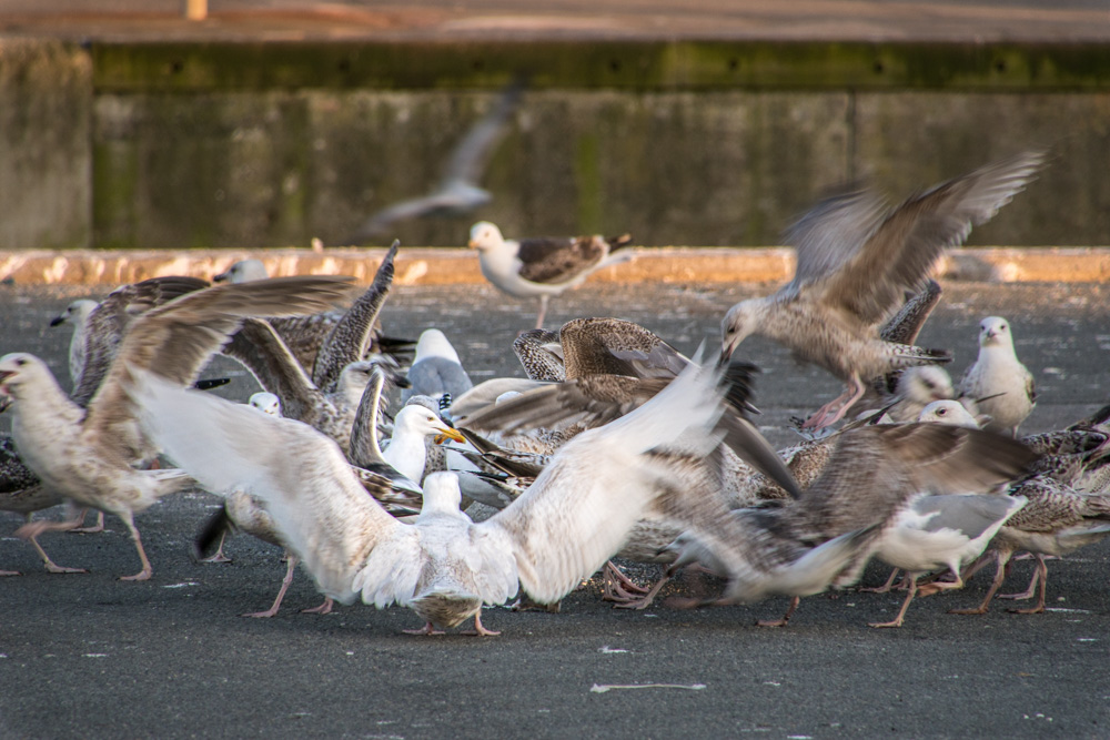 Möwen im Hafen von Hirtshals