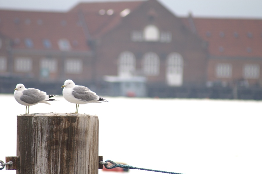 Möwen im Hafen von Kopenhagen