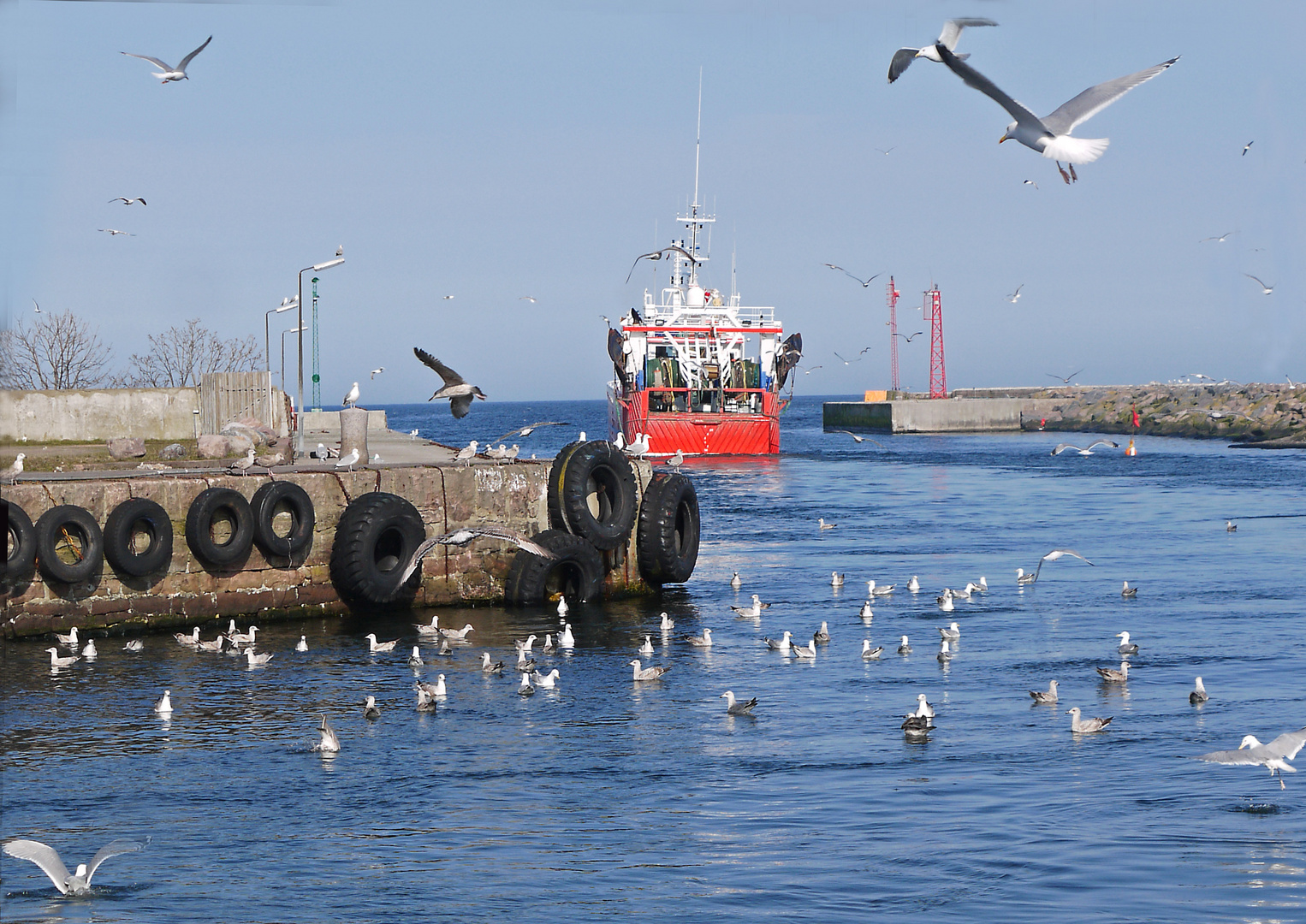 Möwen im Hafen von Nexö