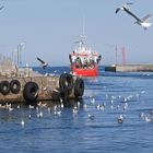 Möwen im Hafen von Nexö