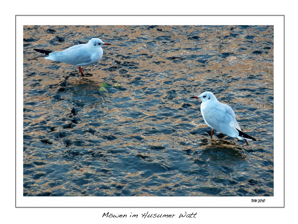 Möwen im Husumer Watt