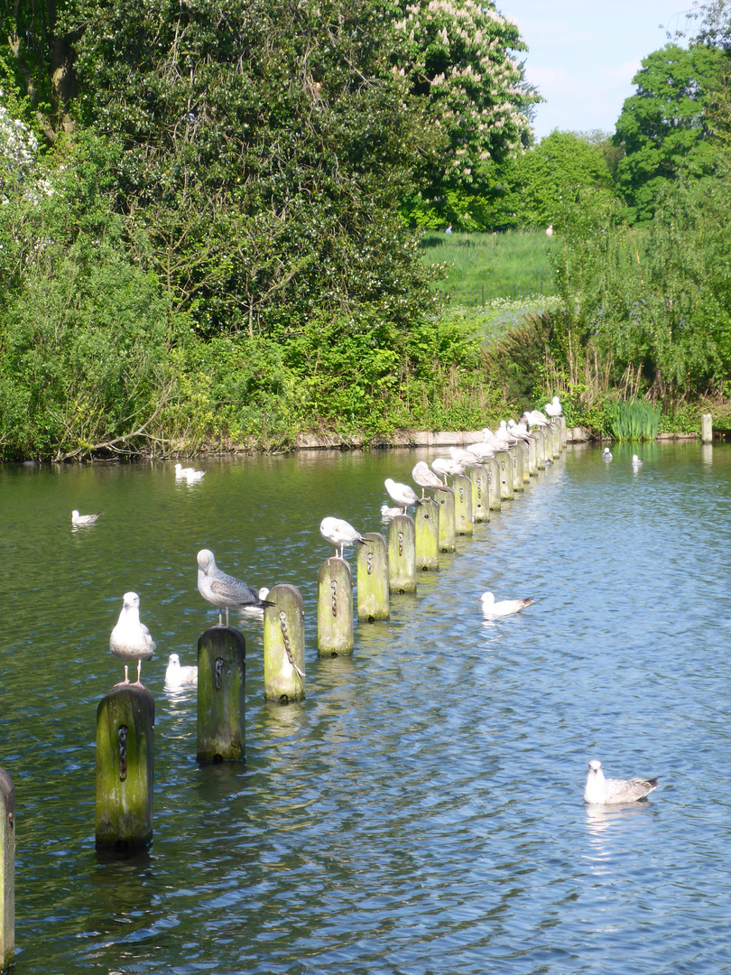 Möwen im Hydepark