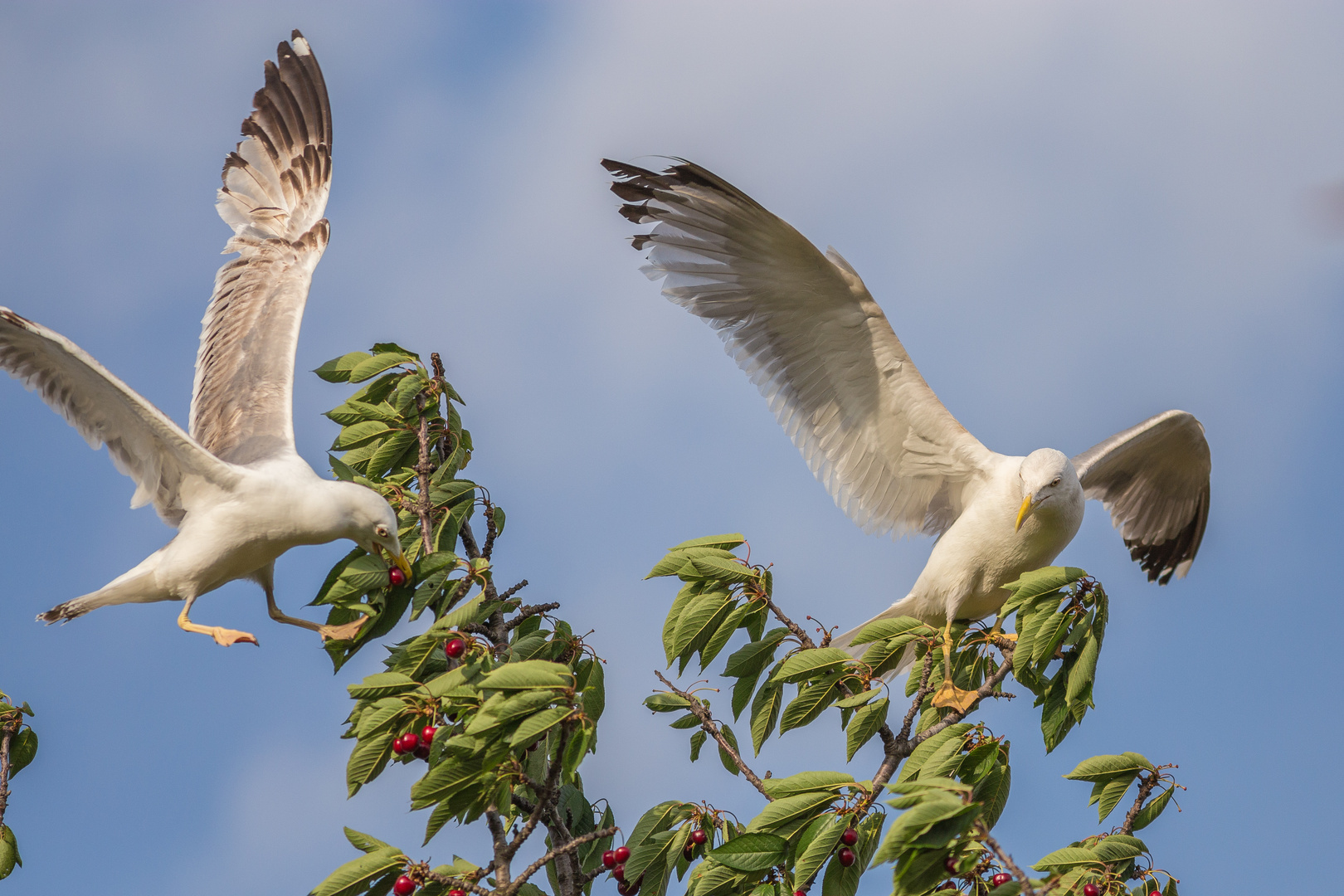 Möwen im Kirschbaum