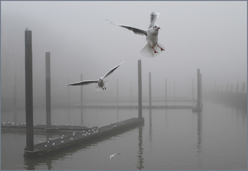 möwen im nebel #2