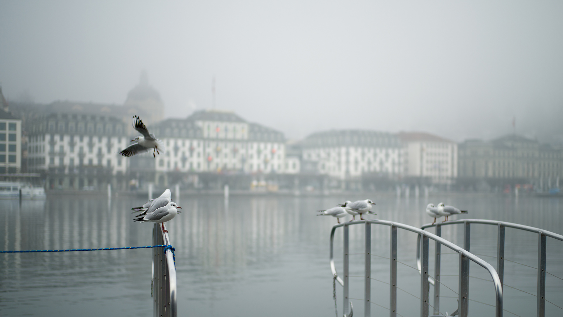 Möwen im Nebel