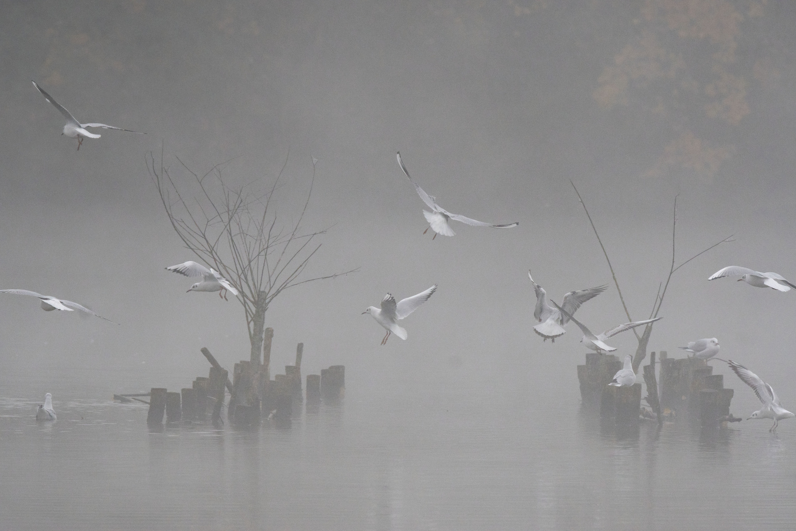 Möwen im Nebel