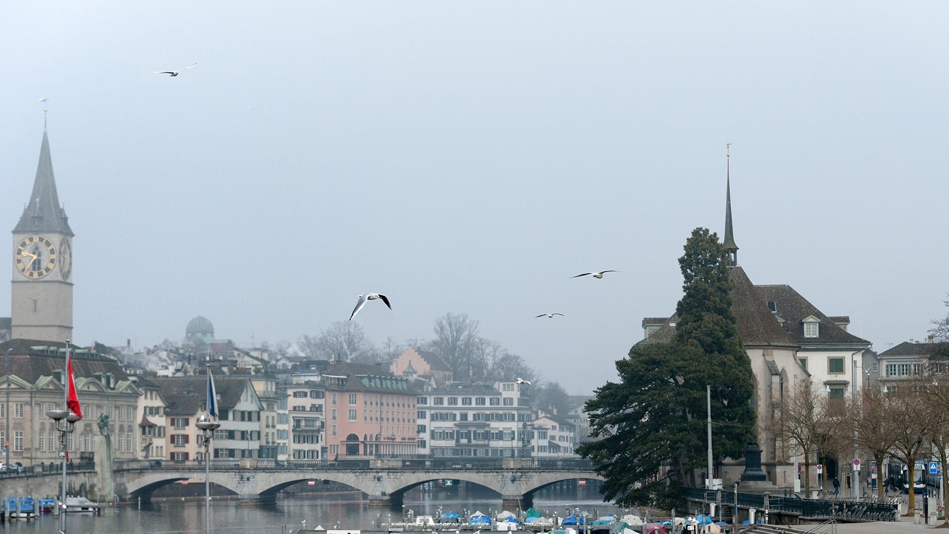 Möwen im Nebel