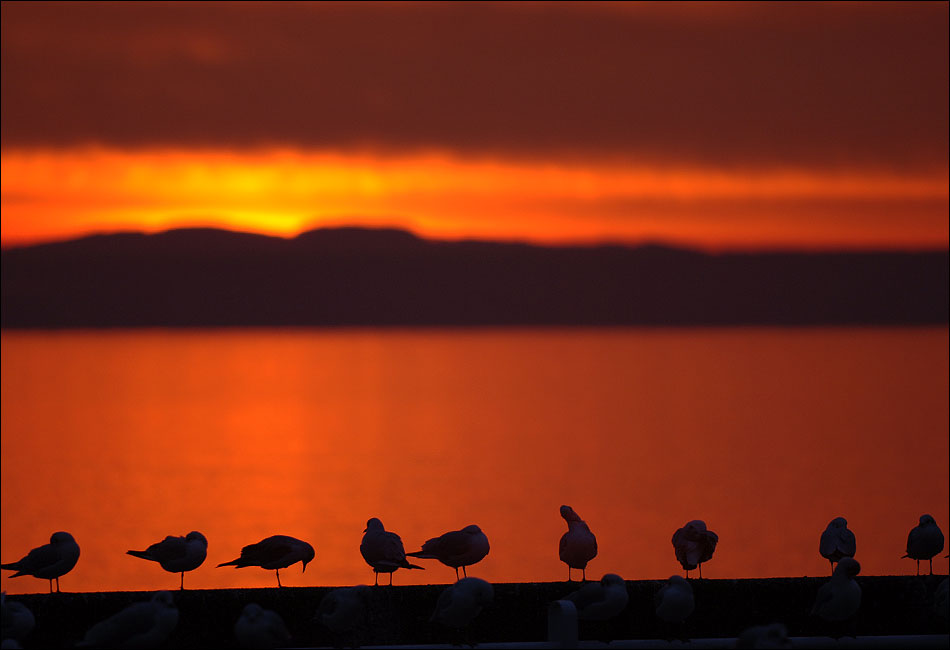 Möwen im Sonnenuntergang