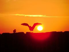 Möwen im Sonnenuntergang 1