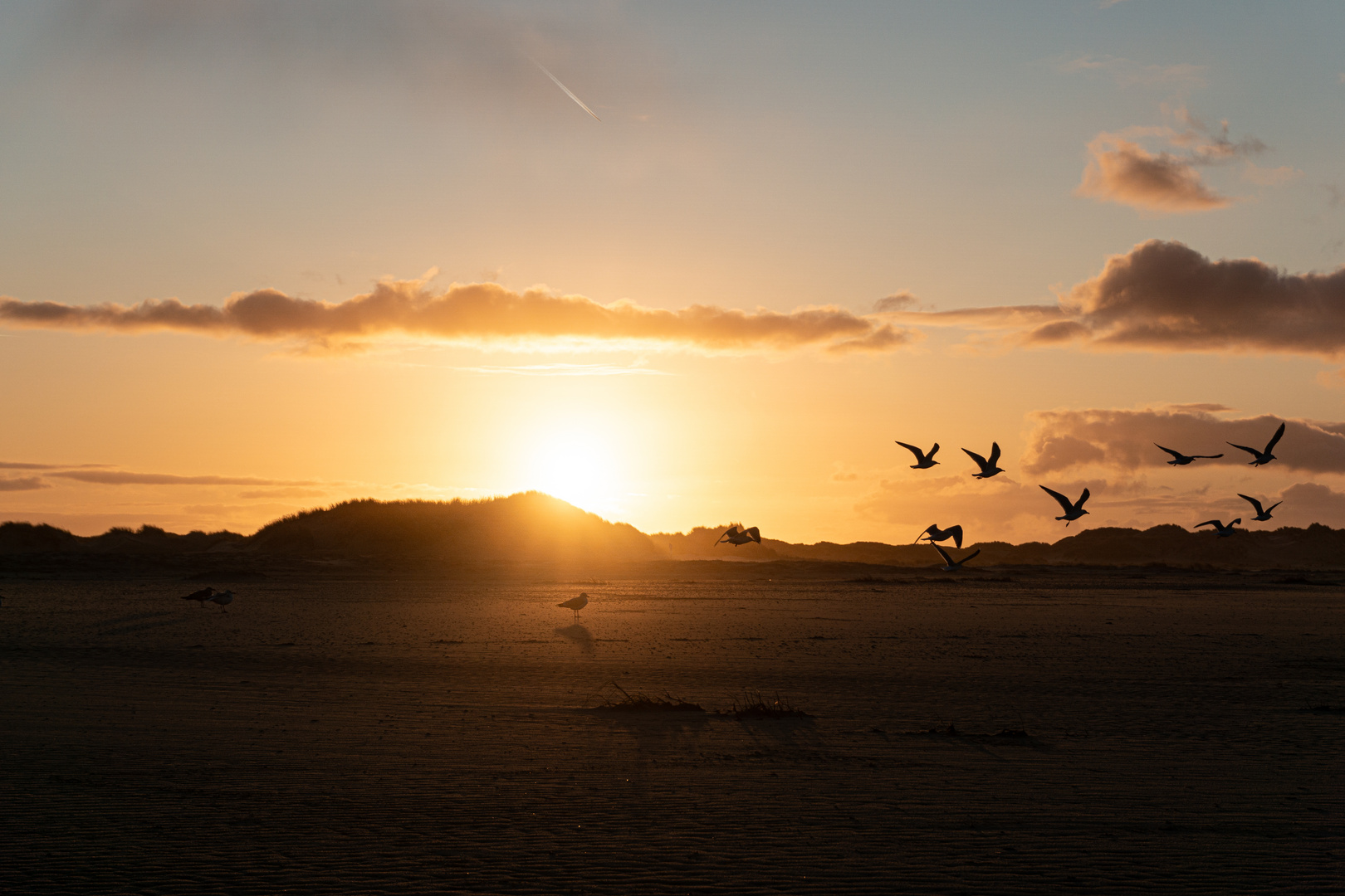 Möwen im Sonnenuntergang