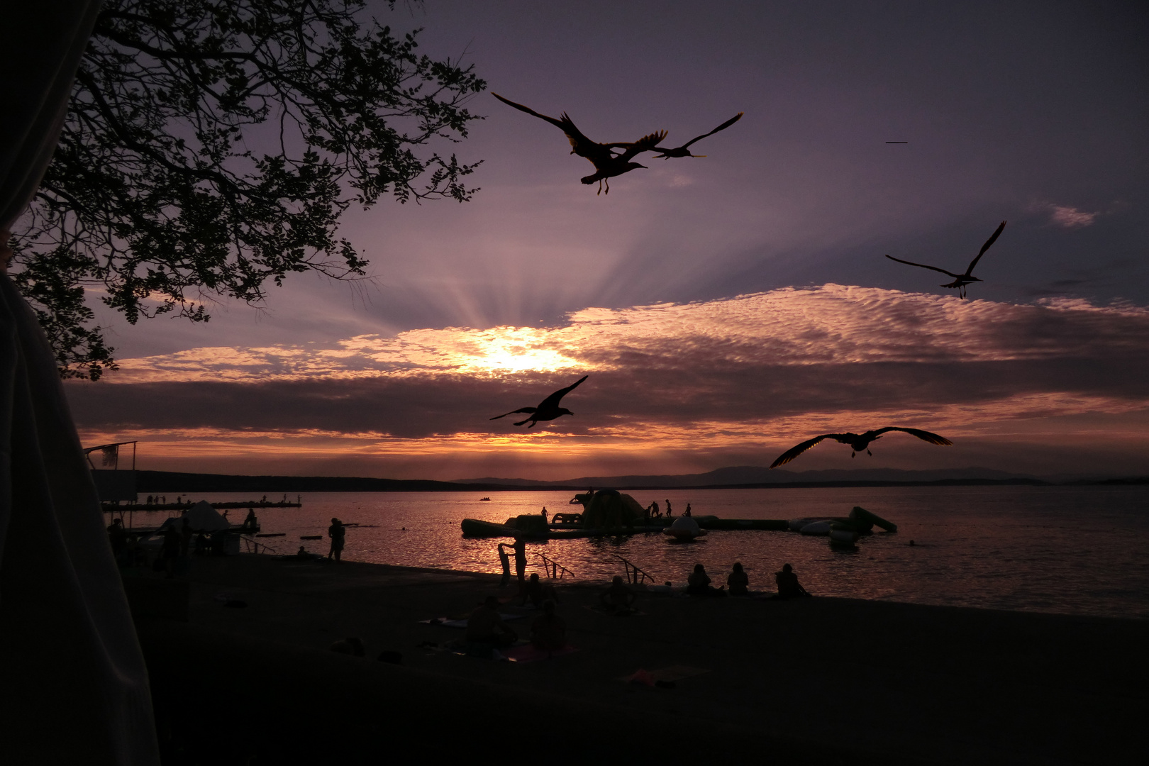 Möwen im Sonnenuntergang