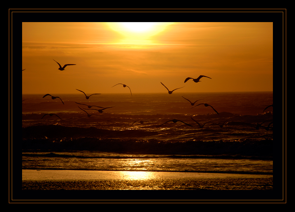 Möwen im Sonnenuntergang