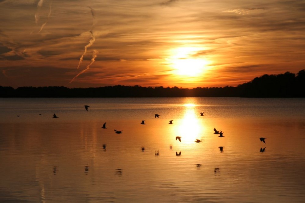 Möwen im Sonnenuntergang