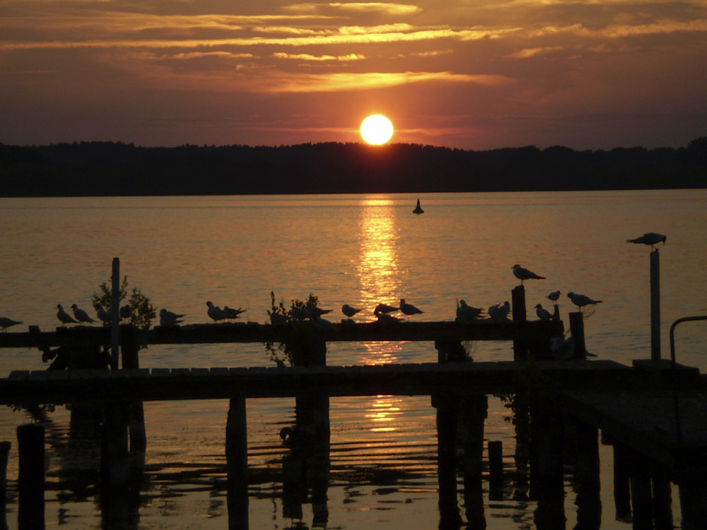 Möwen im Sonnenuntergang am Zierker See bei Neustrelitz