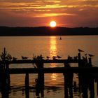 Möwen im Sonnenuntergang am Zierker See bei Neustrelitz