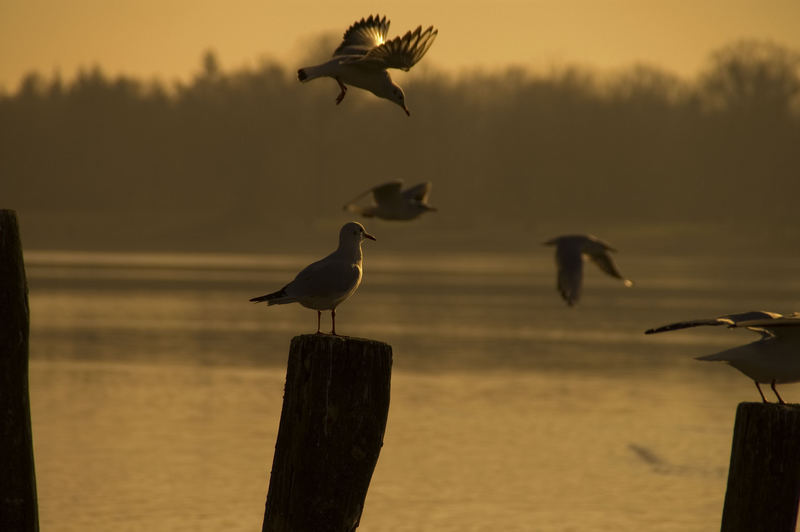 Möwen im Sonnenuntergang