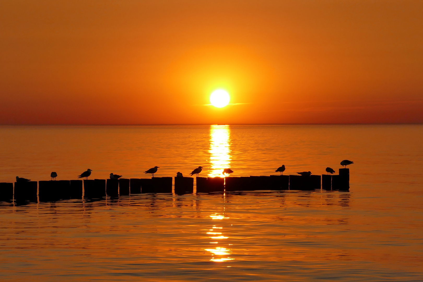 Möwen im Sonnenuntergang