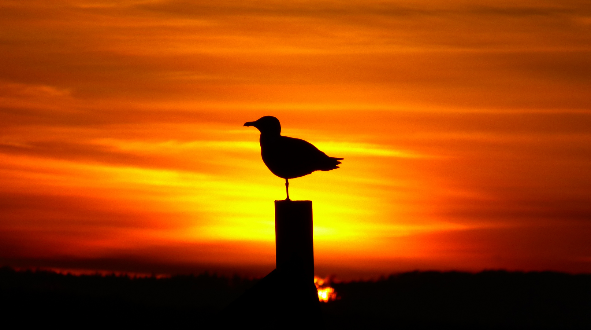 Möwen im Sonnenuntergang