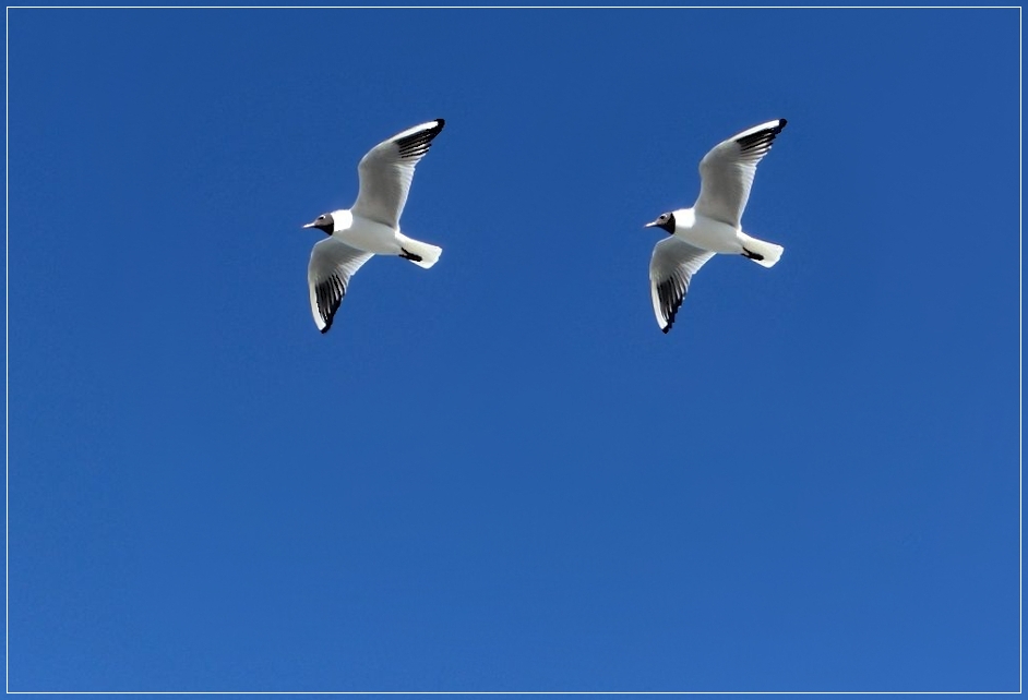 Möwen im Synchron-Flug ?