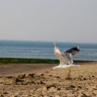 Möwen im Tiefflug über den Strand in Petten