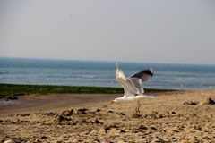 Möwen im Tiefflug über den Strand in Petten