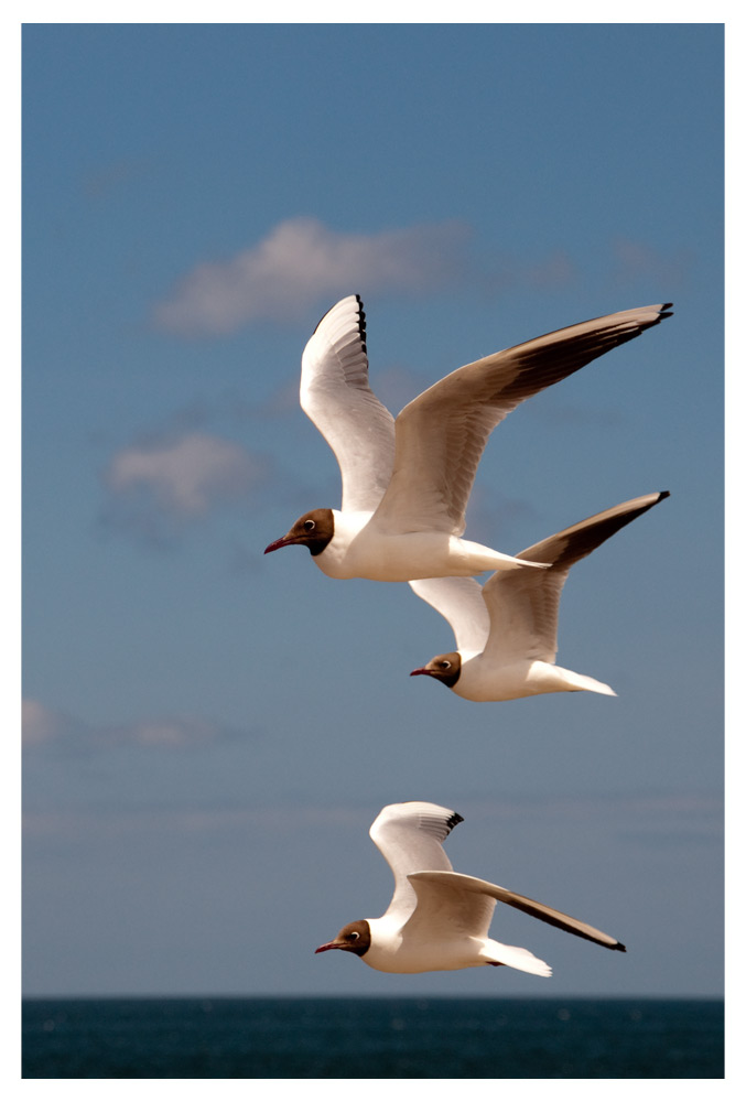 Möwen im Vorbeiflug