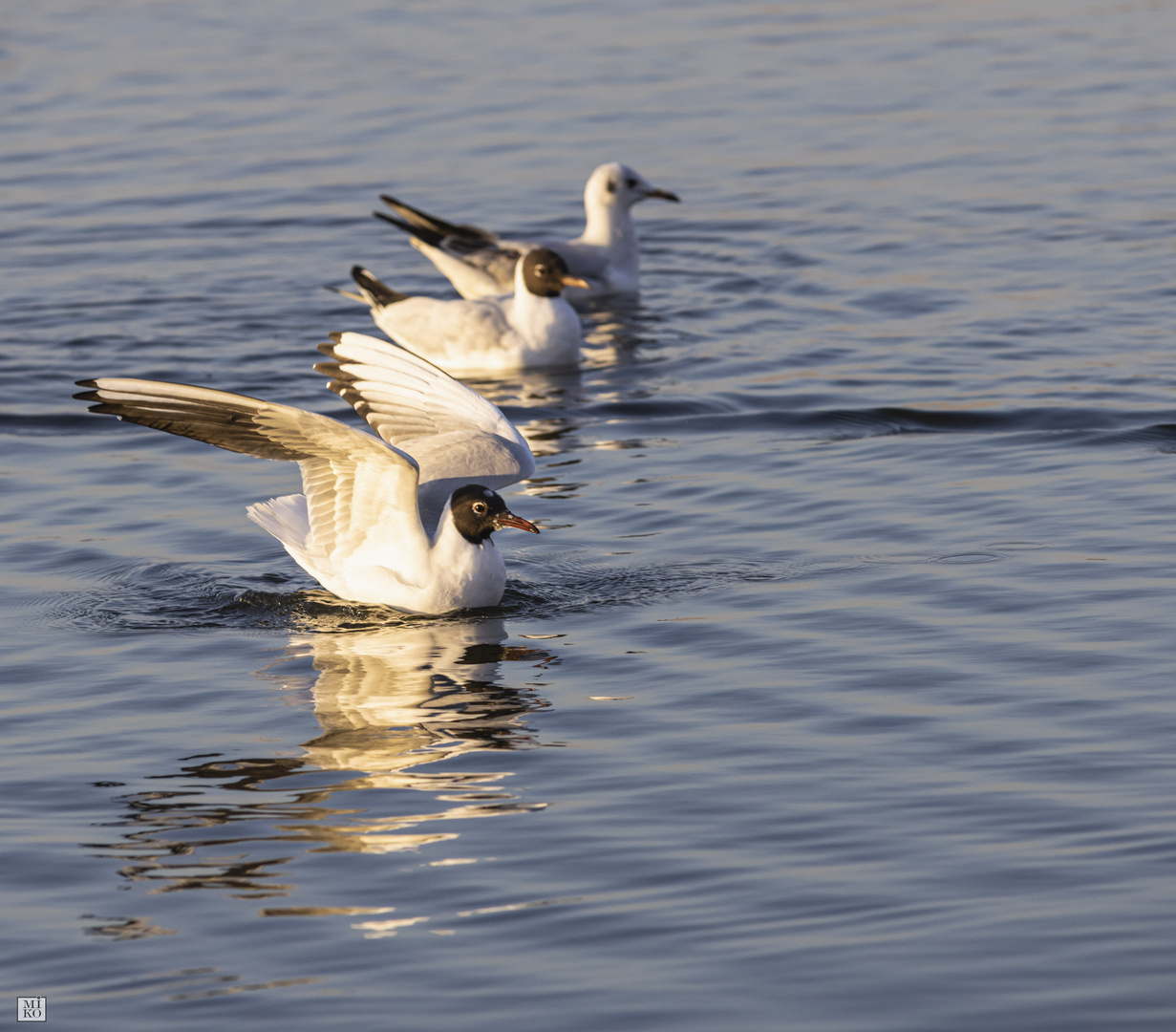 Möwen im Wasser