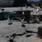 Möwen im Westcoast Naturepark in Langebaan Südafrika 2