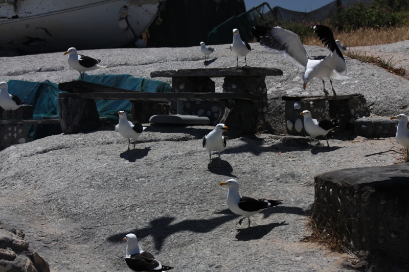 Möwen im Westcoast Naturepark in Langebaan Südafrika 2