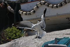 Möwen im Westcoast Naturepark in Langebaan Südafrika 3