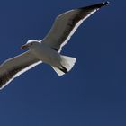 Möwen im Westcoast Naturepark in Langebaan Südafrika 4